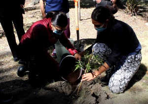Sustituyen árboles en parque de colonia La Paz