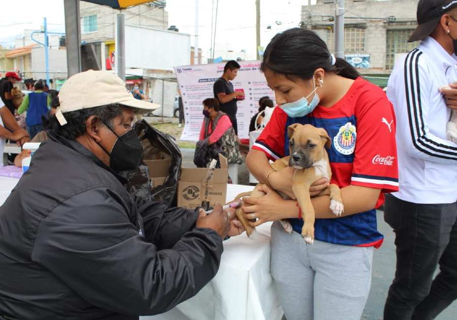 Aplican vacuna contra la rabia a perros y gatos en Puebla capital