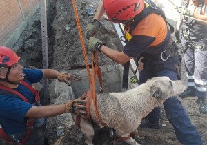 Tras caer 8 metros en un pozo, bomberos de San Andrés Cholula rescatan a dos canes