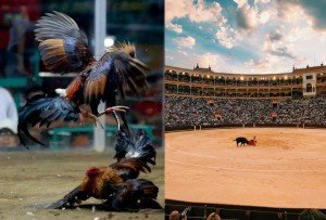 Con gallos pero sin toros