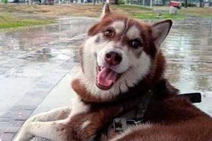 Juez ordena pensión alimenticia para un perro tras un divorcio