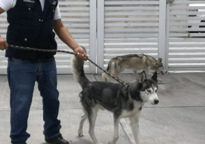 Se pueden denunciar los actos de maltrato animal en Puebla capital