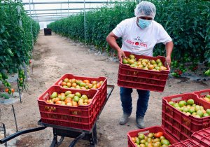 Apoyan exportación de tomate a EU