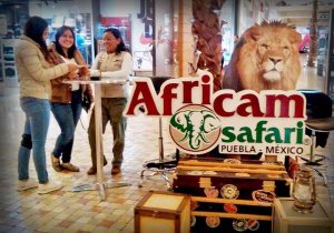 Africam Safari