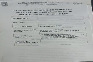 Presentó Bienestar Animal de Texmelucan denuncia contra maltrato de seres sintientes