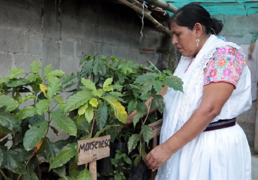 Producción de café poblano