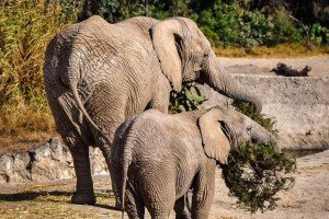 Concluye con éxito la campaña Verde Navidad, en coordinación con Africam Safari y el Gobierno de Pepe Chedraui