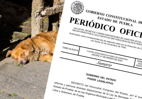 Publican reformas a Ley de Bienestar Animal en Puebla