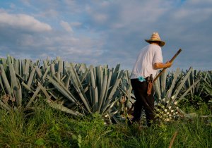 Busca  la Ruta Agroturistíca del Mezcal desarrollo turístico en la Mixteca poblana