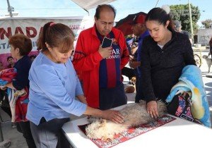 Gobierno de la Ciudad lleva Jornada de Bienestar Animal