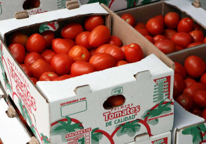 Inicia SDR ciclo de exportación de tomate de la Sierra Norte a Estados Unidos