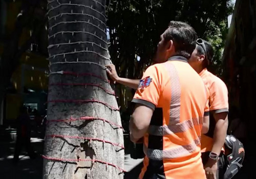 Detecta la Secretaría del Medio Ambiente árbol con riesgo de caída en la calle 5 de Mayo
