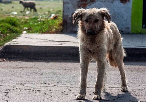 Van 15 años sin casos de rabia humana transmitida por perro