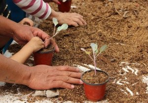 Invitan al curso de verano agroecológico Misión: Rescate Tierra