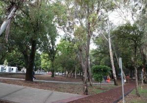 Sembrará Ayuntamiento hasta 280 mil árboles en Puebla capital