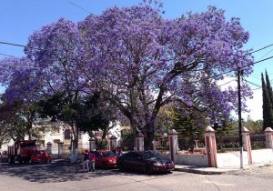 Jacaranda 