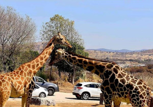 Benito, la jirafa rescatada, se integra con su nueva familia en Africam Safari