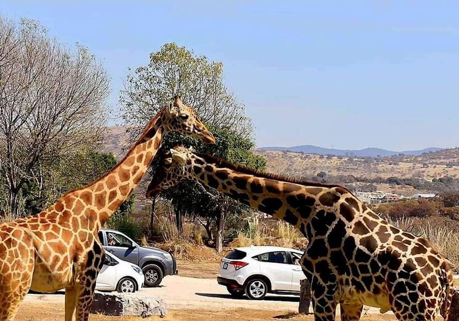 Benito, La Jirafa Rescatada, Se Integra Con Su Nueva Familia En Africam ...