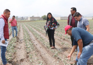 Granizadas y lluvias afectan 2 mil 660 hectáreas de cultivos en Puebla